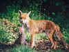 nature.jpg (88547 bytes)